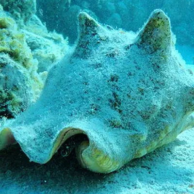 temporada de veda galeria 1