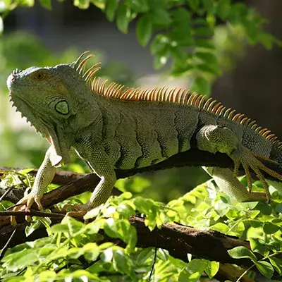 temporada de veda galeria 2