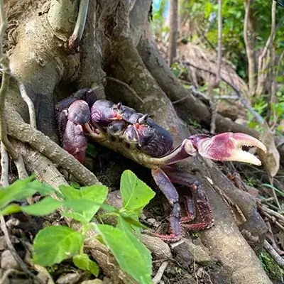 temporada de veda galeria 3